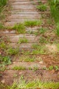 Old wooden walkway overgrown with green grass Royalty Free Stock Photo