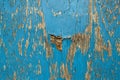 Old wooden wall with blue paint pealing off Royalty Free Stock Photo
