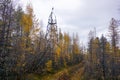 Old wooden watchtower from Gulag in taiga