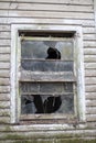 Old wooden weathered dilapidated abandoned two story house busted dirty windows Royalty Free Stock Photo