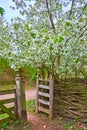 The old wooden wicket and blooming tree, Mamajeva Sloboda Cossack Village, Kyiv, Ukraine