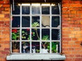 Old wooden window frame in brick wall Royalty Free Stock Photo