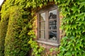 Old wooden window with ivy Royalty Free Stock Photo