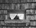 Old wooden window with lace curtains. Windows an wall texture background