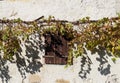 Old wooden window shutters under a vine plant and its shadows on a rustic white wall background Royalty Free Stock Photo