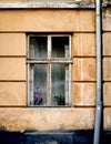 Old wooden windows frame on cement cracked wall Royalty Free Stock Photo