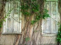 Old wooden Windows overgrown with ivy. The facade of the old building is overgrown with wicker wood Royalty Free Stock Photo