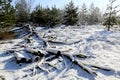 Old woods in winter forest Royalty Free Stock Photo