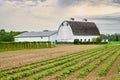 Old wooden barn behind strawberry field Royalty Free Stock Photo