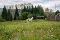 The old working white horse is grazing in a meadow.