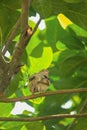 An old world female sparrow on a branch of tree