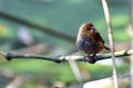 Old World flycatchers -Bird, belongns to Muscicapidae family