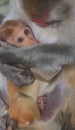 old world monkey, cute rhesus macaque (macaca mulatta) baby in the lap of mother Royalty Free Stock Photo