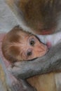 old world monkey, cute rhesus macaque (macaca mulatta) baby in the lap of mother Royalty Free Stock Photo