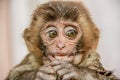 Old World monkey rhesus macaque Royalty Free Stock Photo