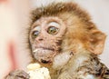 Old World monkey rhesus macaque