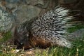 Old World Porcupine Royalty Free Stock Photo