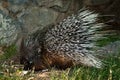 Old World Porcupine