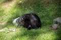 Old world porcupines are eating Royalty Free Stock Photo