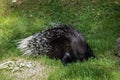 Old world porcupines are eating Royalty Free Stock Photo