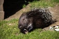 Old world porcupines are eating Royalty Free Stock Photo
