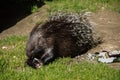 Old world porcupines are eating Royalty Free Stock Photo