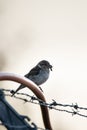 Old World Sparrow bird perched on a thin metal wire fence