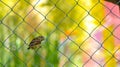 Old World sparrow on cyclone fence alamy with blur colorful background