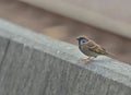 Rock sparrow bird Royalty Free Stock Photo