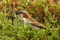 An Old World Sparrow sits on a pine bush