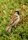 An Old World Sparrow sits on a pine bush