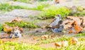 Old World sparrows bathing in a small puddle