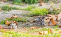 Old World sparrows bathing in a small puddle