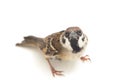 Old World sparrows are a family of small passerine birds. They are also known as true sparrows, Royalty Free Stock Photo