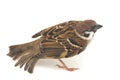 Old World sparrows are a family of small passerine birds. They are also known as true sparrows, Royalty Free Stock Photo