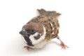 Old World sparrows are a family of small passerine birds. They are also known as true sparrows, Royalty Free Stock Photo
