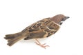 Old World sparrows are a family of small passerine birds. They are also known as true sparrows, Royalty Free Stock Photo