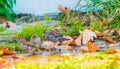 Old World sparrows bathing in a small puddle