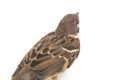 Old World sparrows are a family of small passerine birds. They are also known as true sparrows, Royalty Free Stock Photo