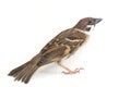 Old World sparrows are a family of small passerine birds. They are also known as true sparrows, Royalty Free Stock Photo