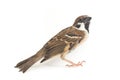 Old World sparrows are a family of small passerine birds. They are also known as true sparrows, Royalty Free Stock Photo