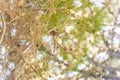 Old World sparrows sitting in a tree branch