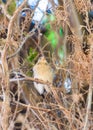 Old World sparrows sitting in a tree branch