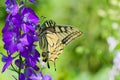 Old World Swallowtail butterfly on a blue flower