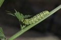 Old World Swallowtail Butterfly Caterpillar Eating Celery Leaves