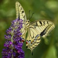 Old World Swallowtail butterfly - Papilio machaon Royalty Free Stock Photo