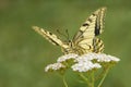 Old World Swallowtail butterfly - Papilio machaon Royalty Free Stock Photo