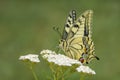 Old World Swallowtail butterfly - Papilio machaon Royalty Free Stock Photo