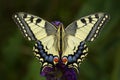 Old World Swallowtail butterfly - Papilio machaon Royalty Free Stock Photo