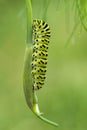 Old World Swallowtail butterfly - Papilio machaon Royalty Free Stock Photo